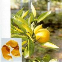 Tangerine Peel extract (Pericarpium citri reticulatae extract) Tangerine Peel extract (Pericarpium citri reticulatae extract)