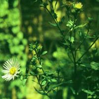 Tatarian Aster Root Extract(Radix Asteris Extract) Tatarian Aster Root Extract(Radix Asteris Extract)
