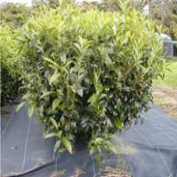 Tea seed oil Tea seed oil