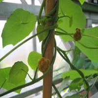 Tetrandrine(Stephania tetrandra extract) Tetrandrine(Stephania tetrandra extract)