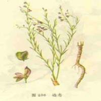 Thinleaf Milkwort Extract(Radix Polygalae extract) Thinleaf Milkwort Extract(Radix Polygalae extract)