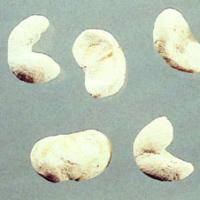 Thunberg Fritillary Bulb Extract(Bulbus Fritillariae Thunbergll Extract) Thunberg Fritillary Bulb Extract(Bulbus Fritillariae Thunbergll Extract)