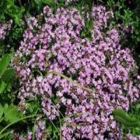 Thyme Extract Thyme Extract