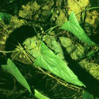 Tinospora Root Extract Tinospora Root Extract
