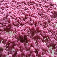 Tissue culture of Saussurea involucrata Tissue culture of Saussurea involucrata