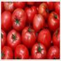 Tomato Color Tomato Color