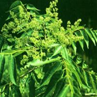 Tree-of-heaven Bark Extract(Cortex Ailanthi Extract) Tree-of-heaven Bark Extract(Cortex Ailanthi Extract)