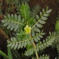 Tribulus terrestris extract(Puncturevine extract) Tribulus terrestris extract(Puncturevine extract)