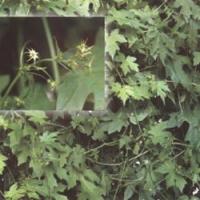Tubeimoside A(Rhizoma Bolbostemmae Extract) Tubeimoside A(Rhizoma Bolbostemmae Extract)