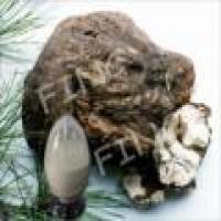 Tuckahoe Extract(Poria Cocos Extract) Tuckahoe Extract(Poria Cocos Extract)