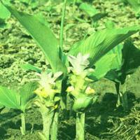 Turmeric Root-tuber Extract(Radix Curcumae Extract) Turmeric Root-tuber Extract(Radix Curcumae Extract)