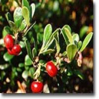 Ursolic Acid (Loquat leaf extract ,Glossy Privet extract) Ursolic Acid (Loquat leaf extract ,Glossy Privet extract)