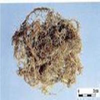 Beard Lichen extract(Usnea Longissima Extract) Beard Lichen extract(Usnea Longissima Extract)