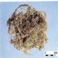 Usnea longissima,Beard Lichen Extract, Chinese Usnea Extract Usnea longissima,Beard Lichen Extract, Chinese Usnea Extract