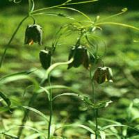 Ussuri Fritillary Bulb Extract Ussuri Fritillary Bulb Extract