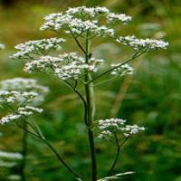 Valerian Extract Valerian Extract