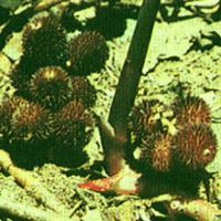 Villous Amomum Fruit Extract(Fructus Amomi Extract) Villous Amomum Fruit Extract(Fructus Amomi Extract)