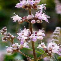 Vitex Extract(Chasteberry Extract) Vitex Extract(Chasteberry Extract)