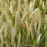 Wheat Germ Oil Wheat Germ Oil