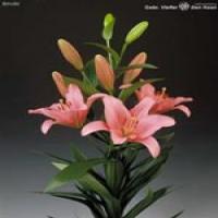 White Lily Extract(Lily Bulb Extract) White Lily Extract(Lily Bulb Extract)