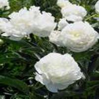 White Paeony Root extract White Paeony Root extract