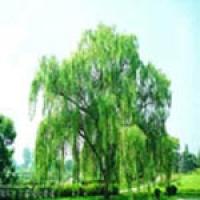 White Willow Bark Extract White Willow Bark Extract