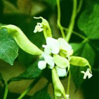 White Hyacinth Bean Extract(Semen Lablab Album Extract) White Hyacinth Bean Extract(Semen Lablab Album Extract)
