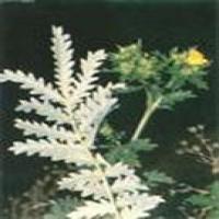 Dahurian Patrinia Herb extract (Whiteflower Patrinia Herb Extract) Dahurian Patrinia Herb extract (Whiteflower Patrinia Herb Extract)