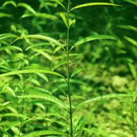 Willowleaf Swallowwort Rhizoma Extract(Rhizoma Cynanchi Stauntonii Extract) Willowleaf Swallowwort Rhizoma Extract(Rhizoma Cynanchi Stauntonii Extract)