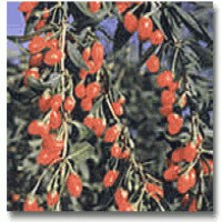 Wolfberry Extract(Goji Extract) Wolfberry Extract(Goji Extract)