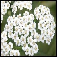Yarrow Extract(Achillea Millefolium Extract) Yarrow Extract(Achillea Millefolium Extract)