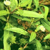 Yerbadetajo Herb Extract(Herba Ecliptae Extract) Yerbadetajo Herb Extract(Herba Ecliptae Extract)