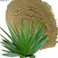 Yucca aloifolia extract Yucca aloifolia extract