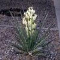 Yucca Extract Yucca Extract