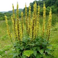 Agrimony Extract Agrimony Extract