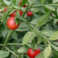 Butcher's broom extract Butcher's broom extract