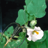 Devil's claw extract(Grapple plant extract) Devil's claw extract(Grapple plant extract)
