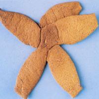 Pummelo Peel Extract(Exocarpium Citri Grandis Extract) Pummelo Peel Extract(Exocarpium Citri Grandis Extract)