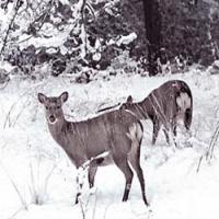 Snow deer whip extract Snow deer whip extract