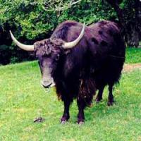 Yak testicles extract Yak testicles extract