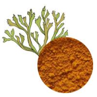 Extract Thalli Cetrariae (Iceland Moss Extract) Extract Thalli Cetrariae (Iceland Moss Extract)