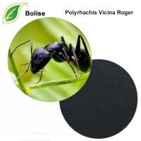 Chinese Black Mountain Ant Extract(Polyrhachis Vicina Roger) Chinese Black Mountain Ant Extract(Polyrhachis Vicina Roger)