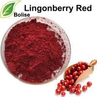 Lingonberry สีแดง