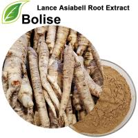 Lance Asiabell Root Tango