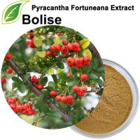 Extracto de Pyracantha Fortuneana