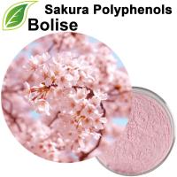 Polifenole z Sakury