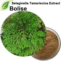 Ekstrakt z Selaginelli Tamariscina