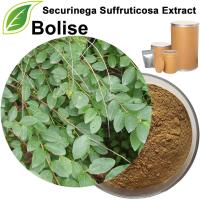 Securinega Suffruticosa Extract