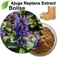 Ekstrak Reptans Ajuga